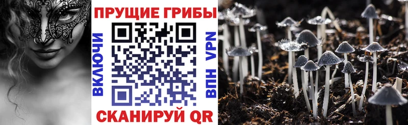 hydra tor  Томмот  Галлюциногенные грибы GOLDEN TEACHER  продажа наркотиков 